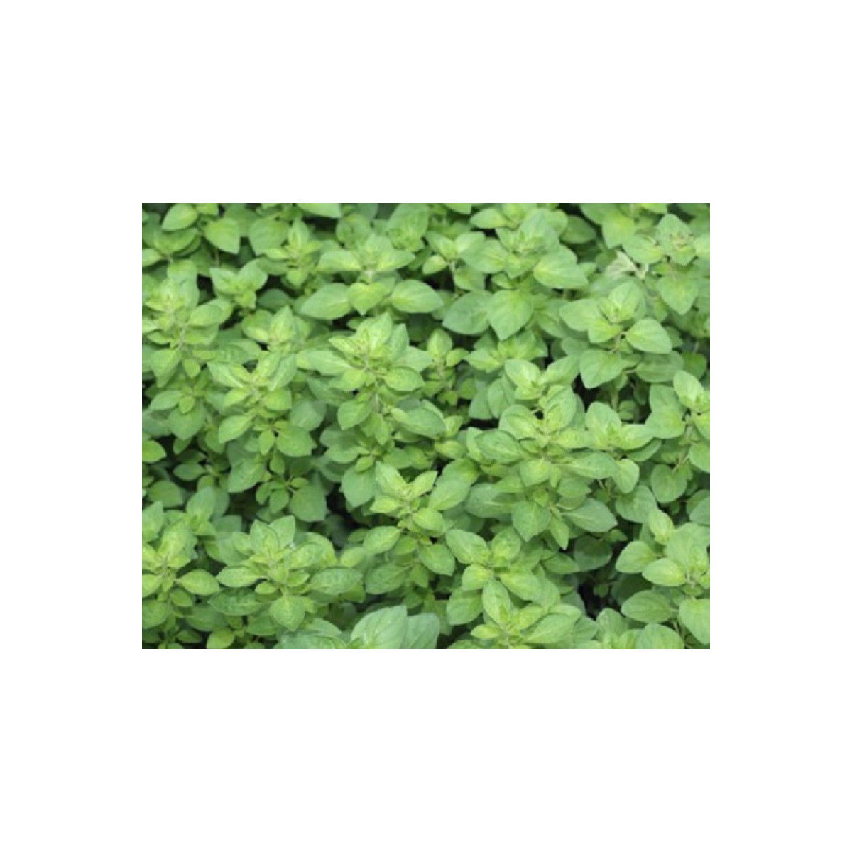 Pamajorán obyčajný - Oregano Paula - Origanum vulgare - semienka - 150 ks