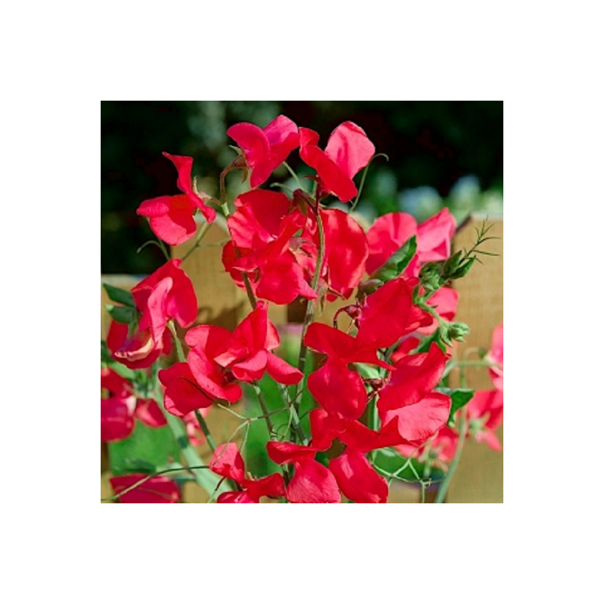 Hrachor voňavý kráľovský Scharlach - Lathyrus odoratus - predaj semien - 16 ks