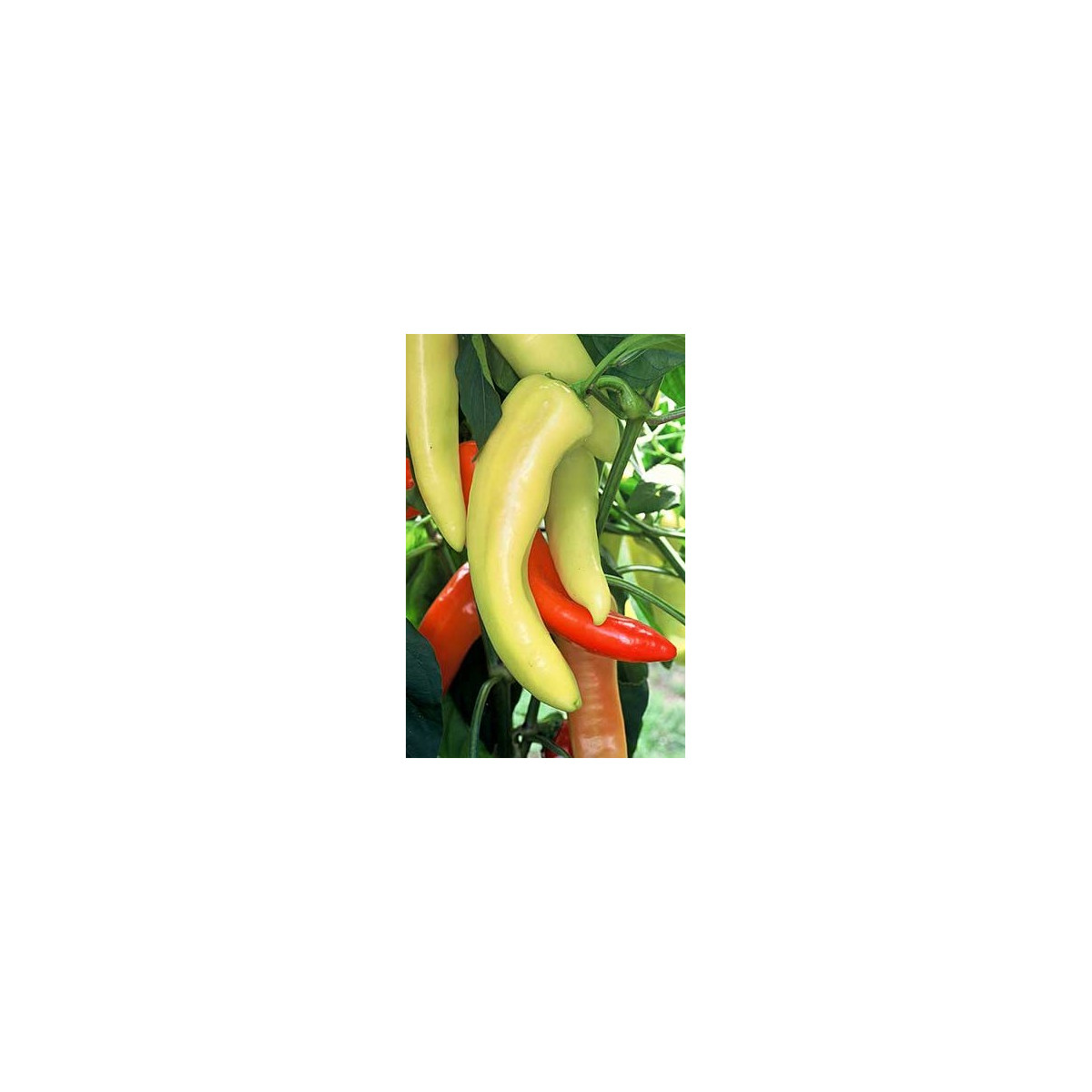 Chilli maďarský vosk - semená chilli - papričky - 6 ks
