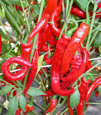 Paprika kozí roh Artist - Capsicum annuum - semená papriky - papričky - 15 ks
