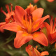 Ľalia ázijská Forever summer - Lilium - cibuľoviny - 1 ks