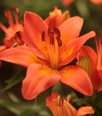 Ľalia ázijská Forever summer - Lilium - cibuľoviny - 1 ks