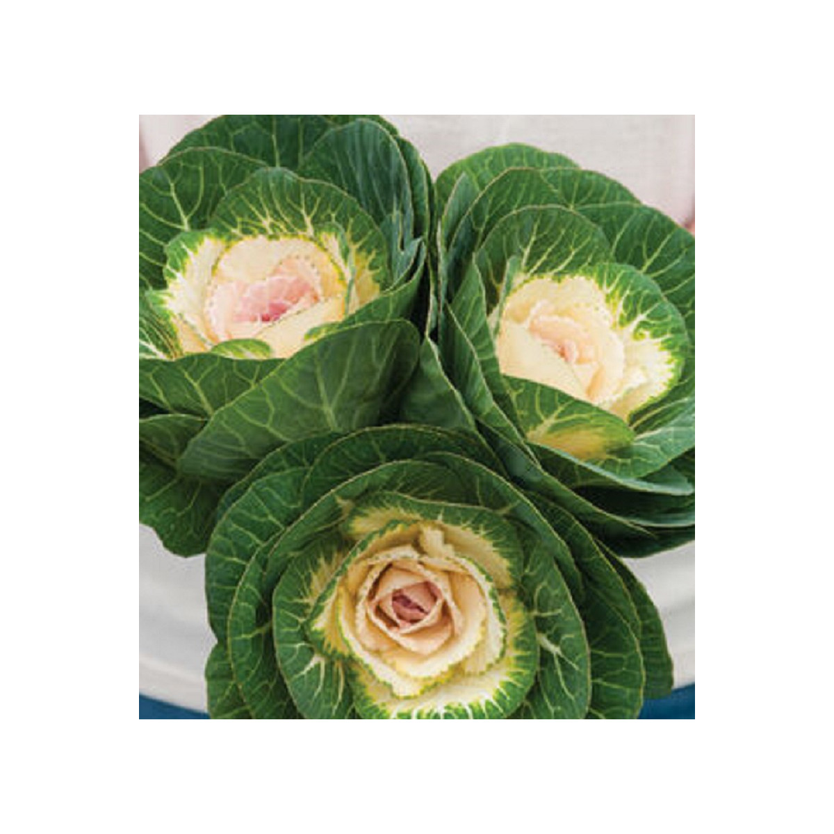 Okrasná kapusta Crane F1 biela - Brassica oleracea - semienka - 20 ks