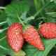 Jahoda lesná Tubby Red - Fragaria vesca - semienka - 15 ks