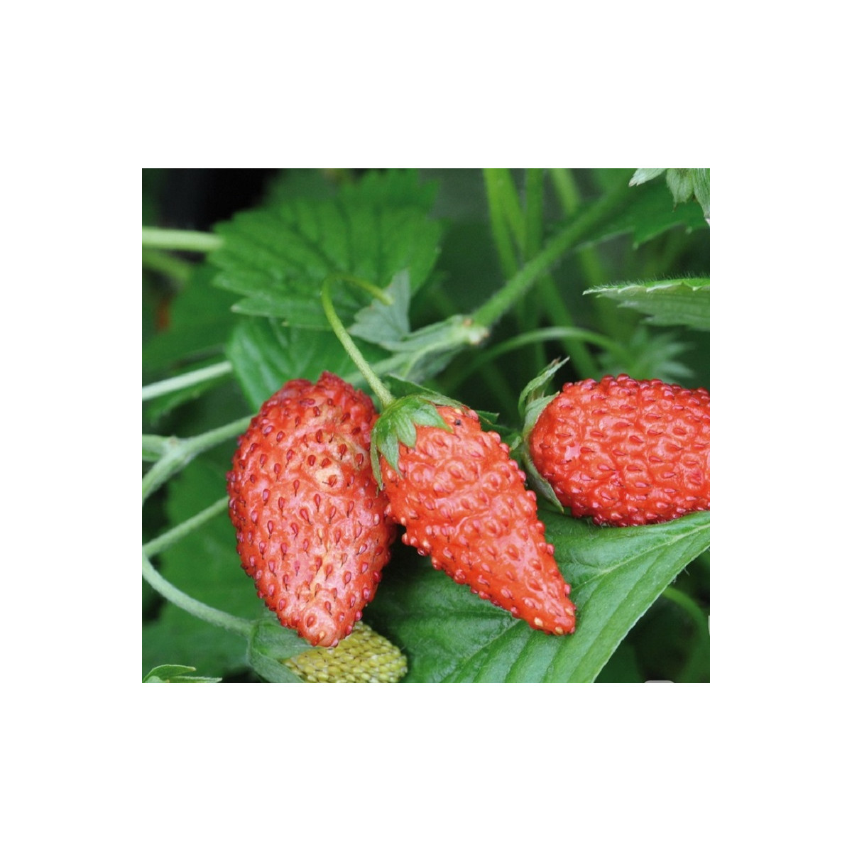 Jahoda lesná Tubby Red - Fragaria vesca - semienka - 15 ks