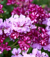 Muškát previsnutý F1 Tornado zmes farieb - Pelargonium peltatum - semienka - 4 ks