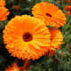 Nechtík lekársky Plamen Plus - Calendula officinalis - semienka - 85 ks