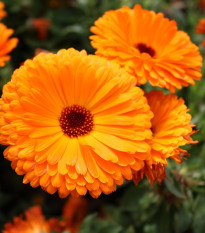 Nechtík lekársky Plamen Plus - Calendula officinalis - semienka - 85 ks