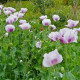 Mak Blue Moon - Papaver somniferum - semienka - 100 ks