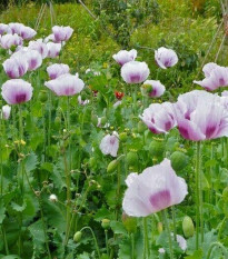 Mak Blue Moon - Papaver somniferum - semienka - 100 ks