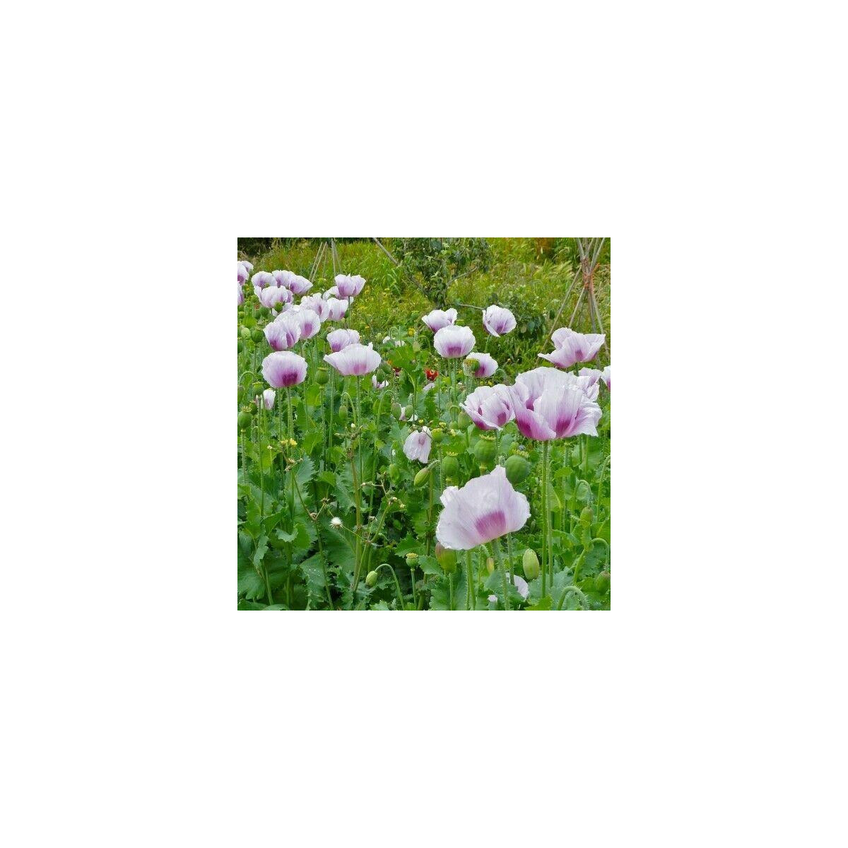 Mak Blue Moon - Papaver somniferum - semienka - 100 ks