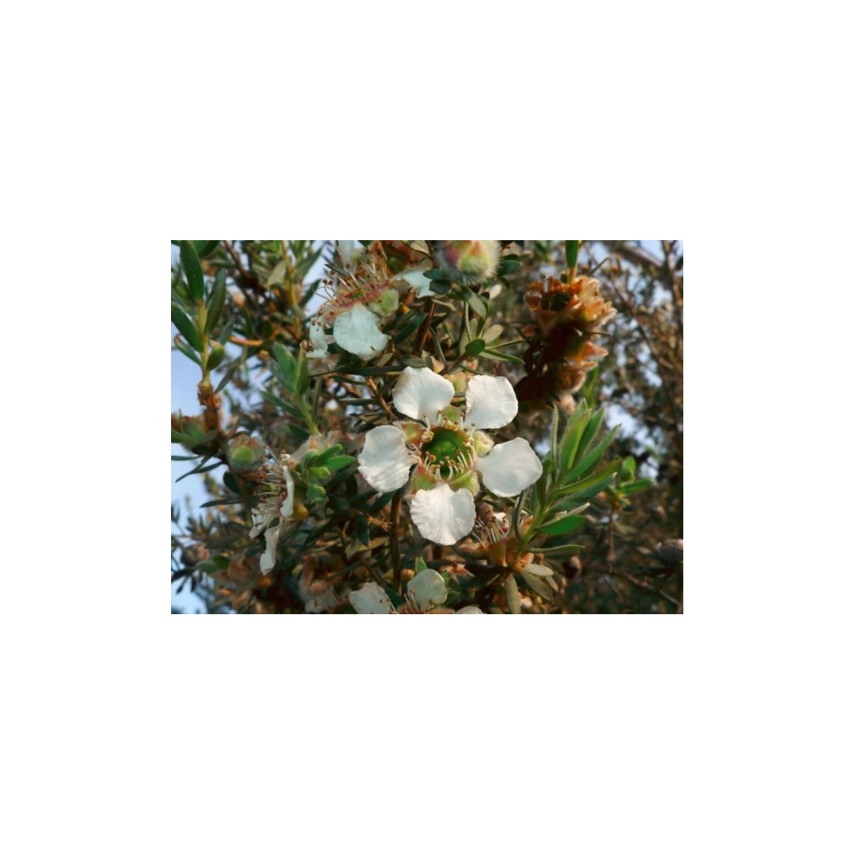Woolly Tea-Tree - Leptospermum Lanigerum - 20 ks
