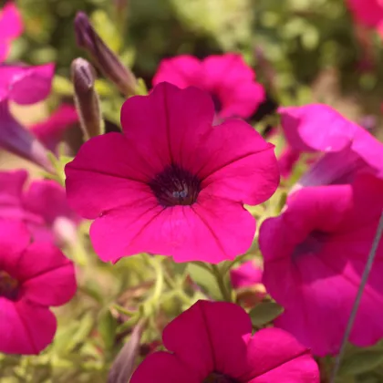 Petúnia Purple Velvet F1 - Petunia hybrida nana - predaj semien - 12 ks