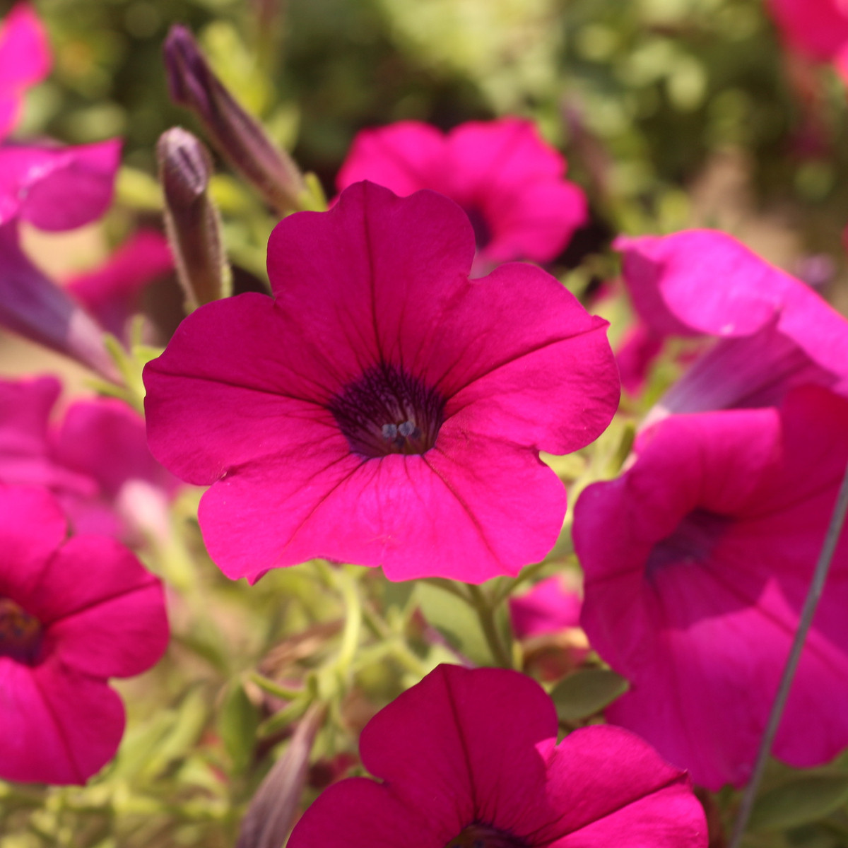 Petúnia Purple Velvet F1 - Petunia hybrida nana - predaj semien - 12 ks