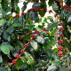 Kávovník arabský Himalaya - Coffea arabica Himalaya - semienka - 15 ks