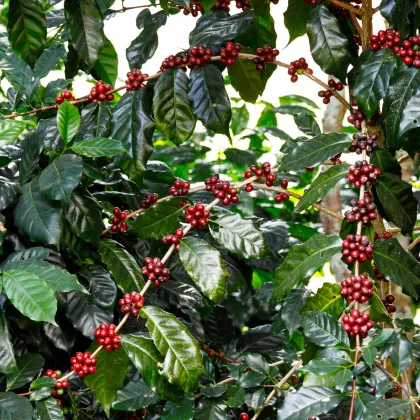 Kávovník arabský Himalaya - Coffea arabica Himalaya - semienka - 15 ks