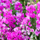 Hrachor voňavý Painted Lady - Lathyrus odoratus - semienka - 12 ks