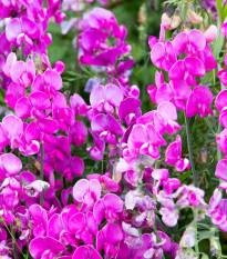Hrachor voňavý Painted Lady - Lathyrus odoratus - semienka - 12 ks