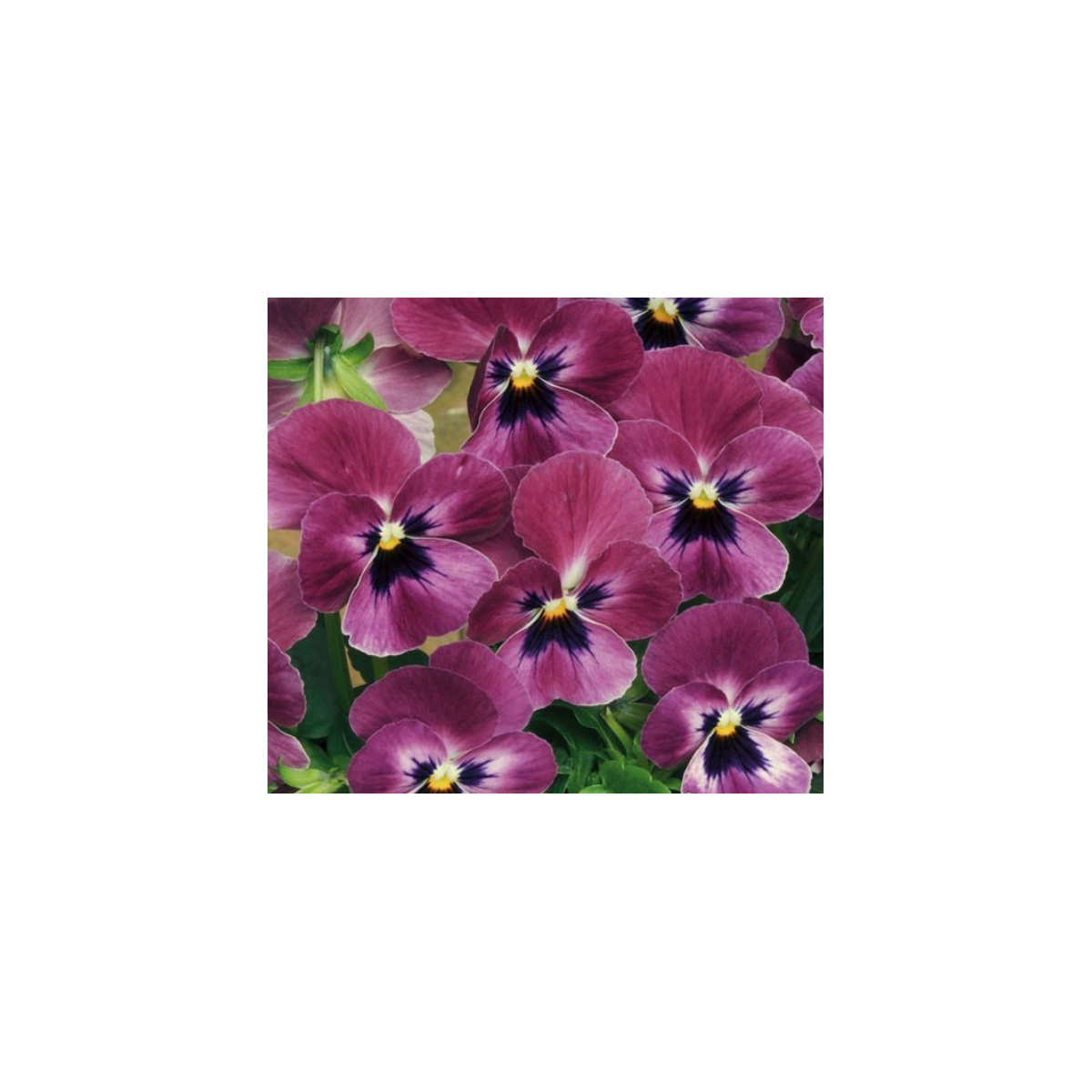 Fialka rohatá Sorbet Carmine - Viola cornuta - semienka - 20 ks