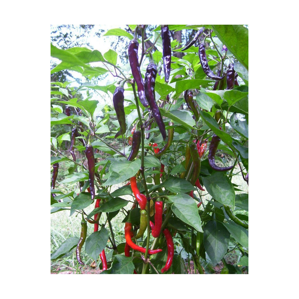 Chilli Kajenské korenie purple - Capsicum annuum - predaj semien - 8 ks