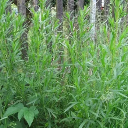 Bio Palina dračia - Artemisia dracunculus - predaj bio semien - 500 ks