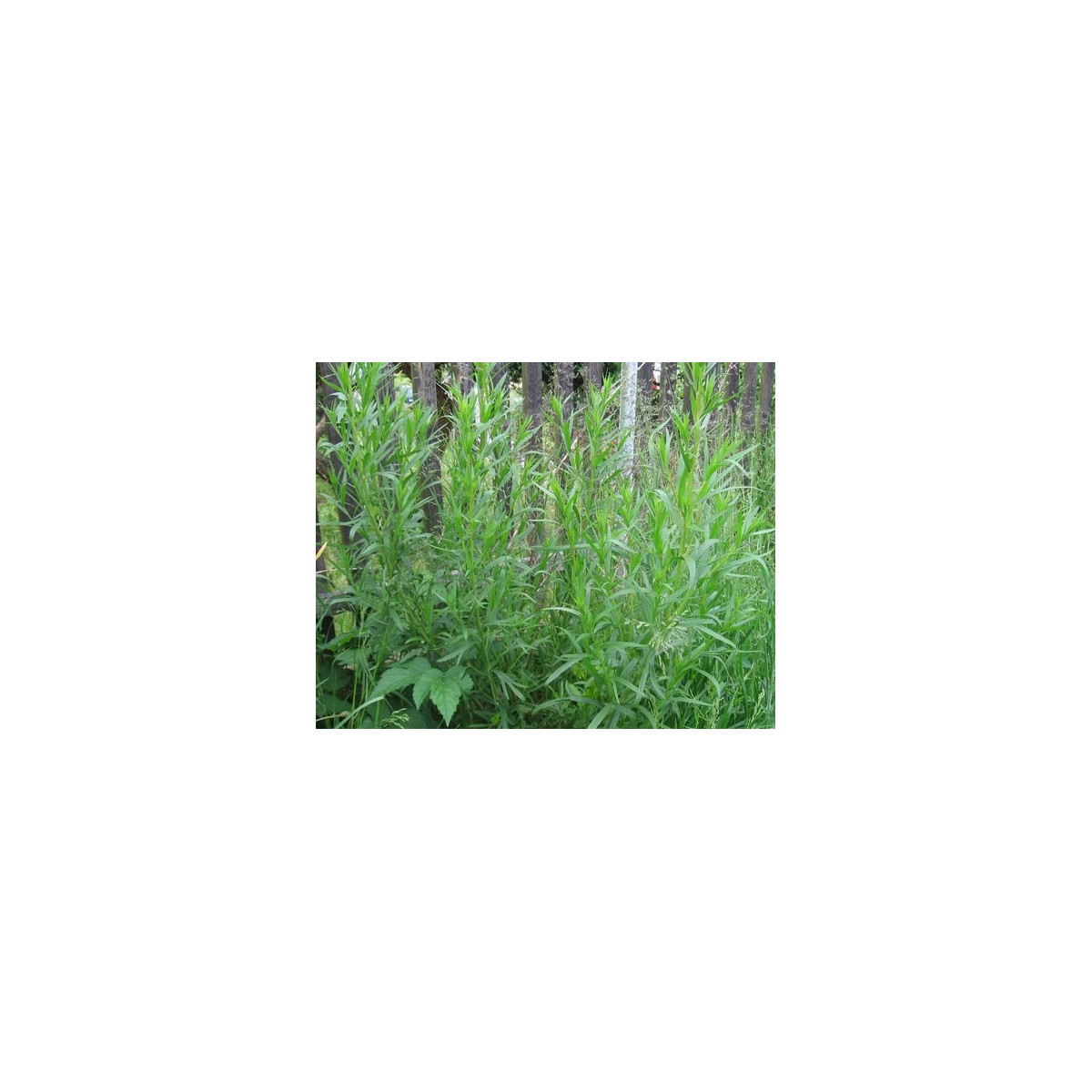 Bio Palina dračia - Artemisia dracunculus - predaj bio semien - 500 ks