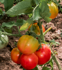Bio kolíková paradajka Taste F1 - Solanum lycopersicum - predaj bio osiva - 10 ks