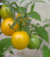 Paradajka ríbezľová Gold Rush - Žltá - Solanum pimpinellifolium - Osivo divokých rajčiakov - 6 ks