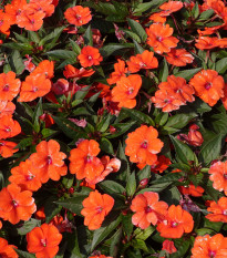 Netýkavka Accent oranžová F1 - Impatiens walleriana - predaj semien - 15 ks