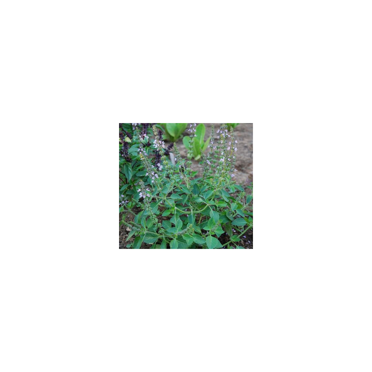 Bazalka pravá Spice - Ocimum basilicum Spice Basil - semiačka - 30 ks