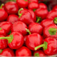 Paprika paradajková Ontara - Capsicum annuum - semienka - 40 ks