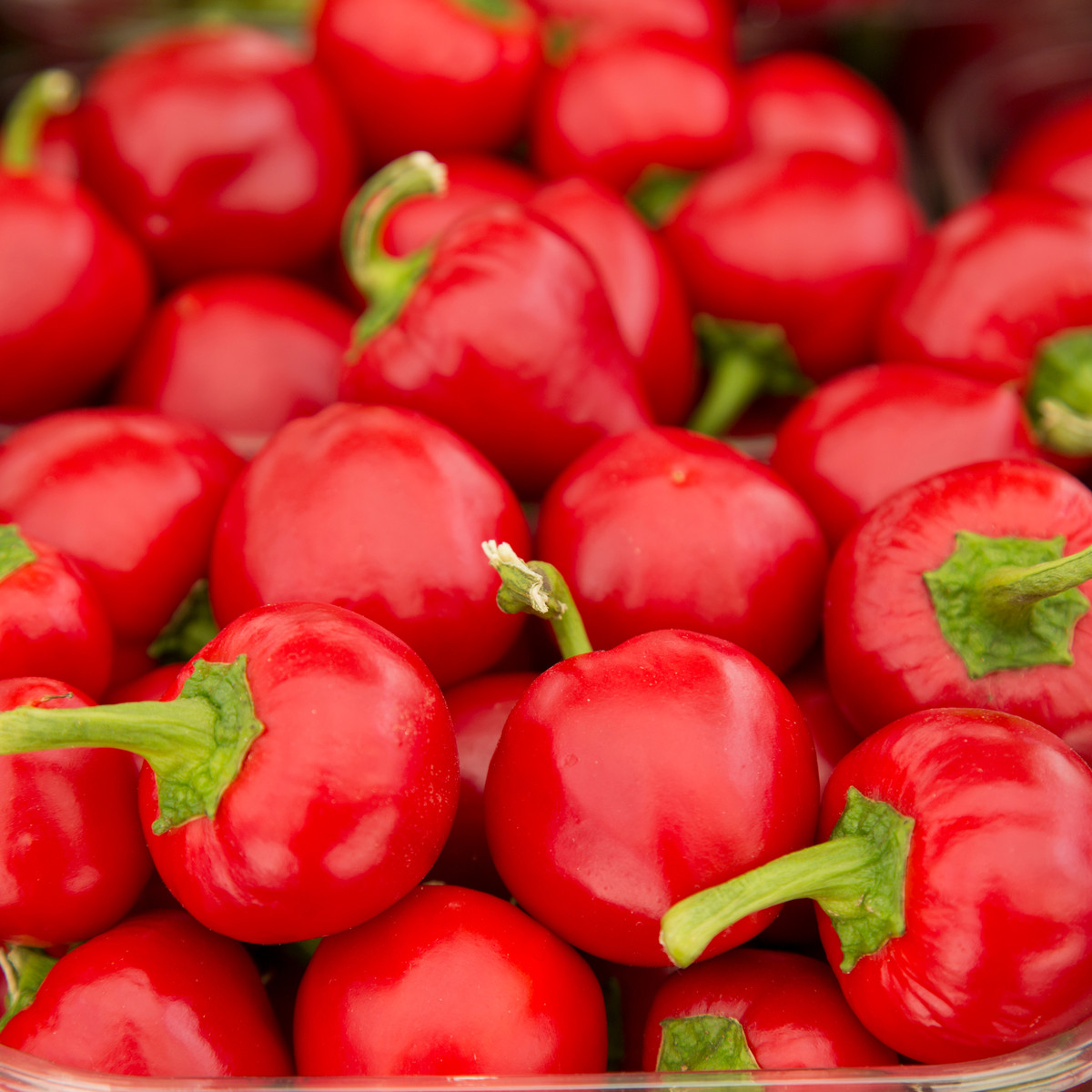 Paprika paradajková Ontara - Capsicum annuum - semienka - 40 ks