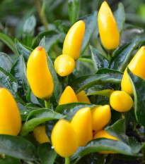 Chilli Kordara - Capsicum baccatum - semienka - 30 ks
