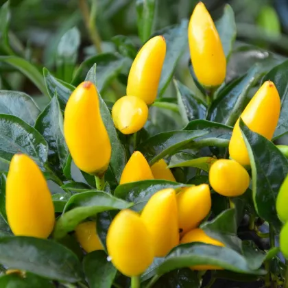 Chilli Kordara - Capsicum baccatum - semienka - 30 ks