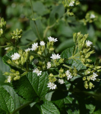 Bio stévia sladká - Stevia rebaudiana - bio predaj semien - 12 ks