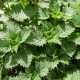 BIO pŕhľava dvojdomá - Urtica dioica - predaj bio semien - 500 ks