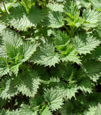 BIO pŕhľava dvojdomá - Urtica dioica - predaj bio semien - 500 ks