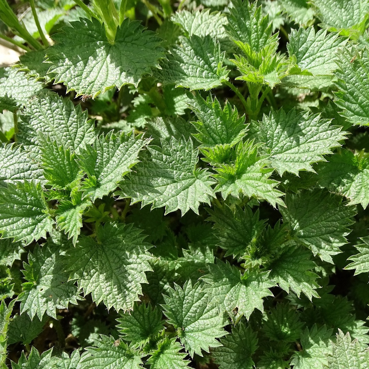 BIO pŕhľava dvojdomá - Urtica dioica - predaj bio semien - 500 ks