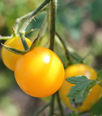Paradajka Goldkrone - Solanum lycopersicum - Semená rajčiaka - 20 ks
