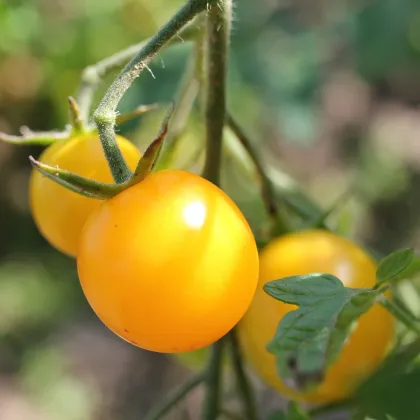 Paradajka Goldkrone - Solanum lycopersicum - Semená rajčiaka - 20 ks