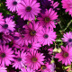 Africká sedmokráska Asti Mix F1 - Osteospermum ecklonis - predaj semien - 6 ks