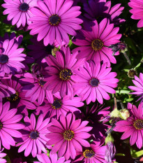 Africká sedmokráska Asti Mix F1 - Osteospermum ecklonis - predaj semien - 6 ks