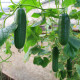 Uhorka šalátová Picolino F1 - Cucumis sativus - semienka - 4 ks