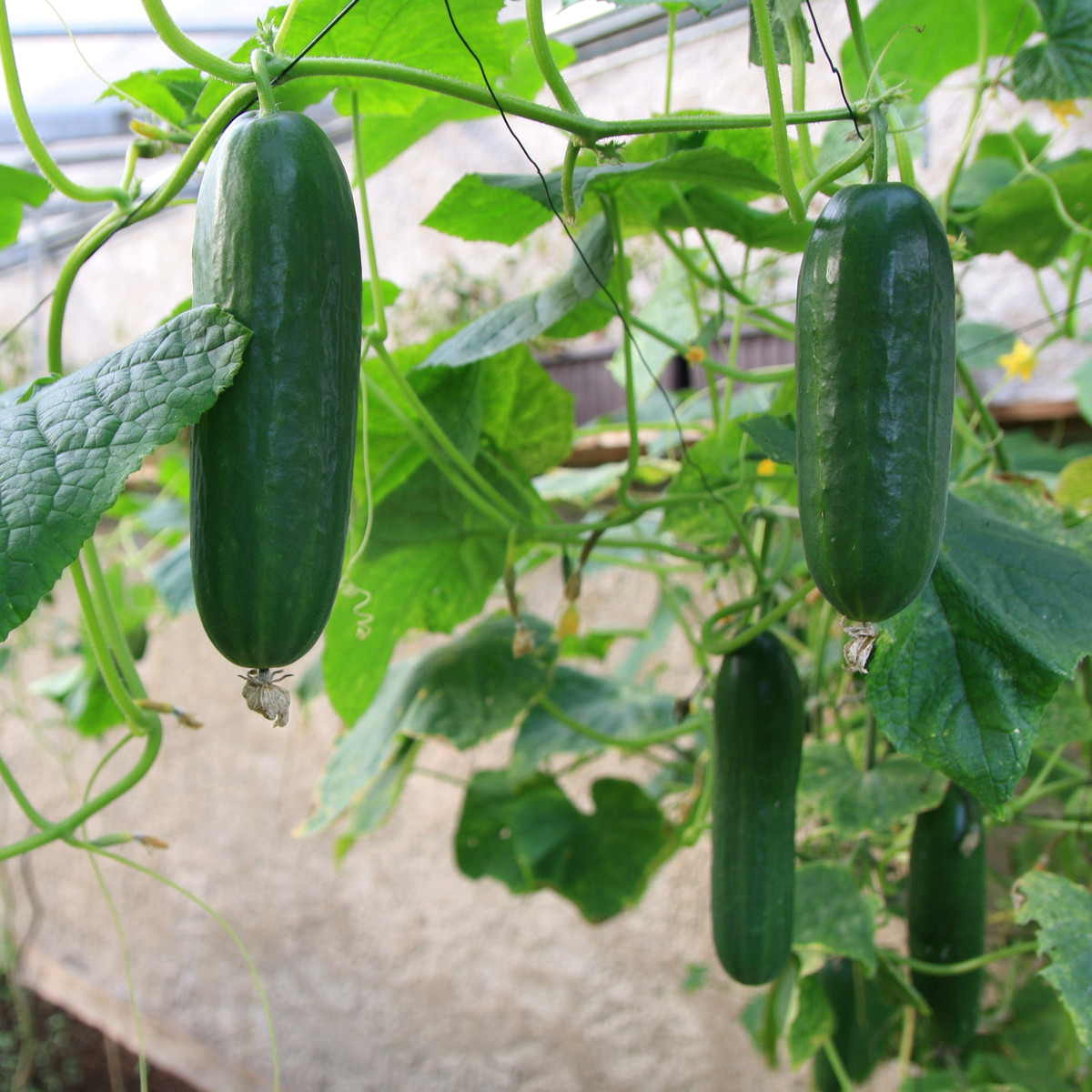 Uhorka šalátová Picolino F1 - Cucumis sativus - semienka - 4 ks