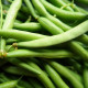 Fazuľa popínavá Neckarkönigin - Phaseolus vulgaris - semienka - 30 ks