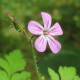 Bio Pakost smradľavý - Geranium robertianum - predaj bio semien - 10 ks - ukončený