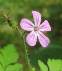 Bio Pakost smradľavý - Geranium robertianum - predaj bio semien - 10 ks - ukončený