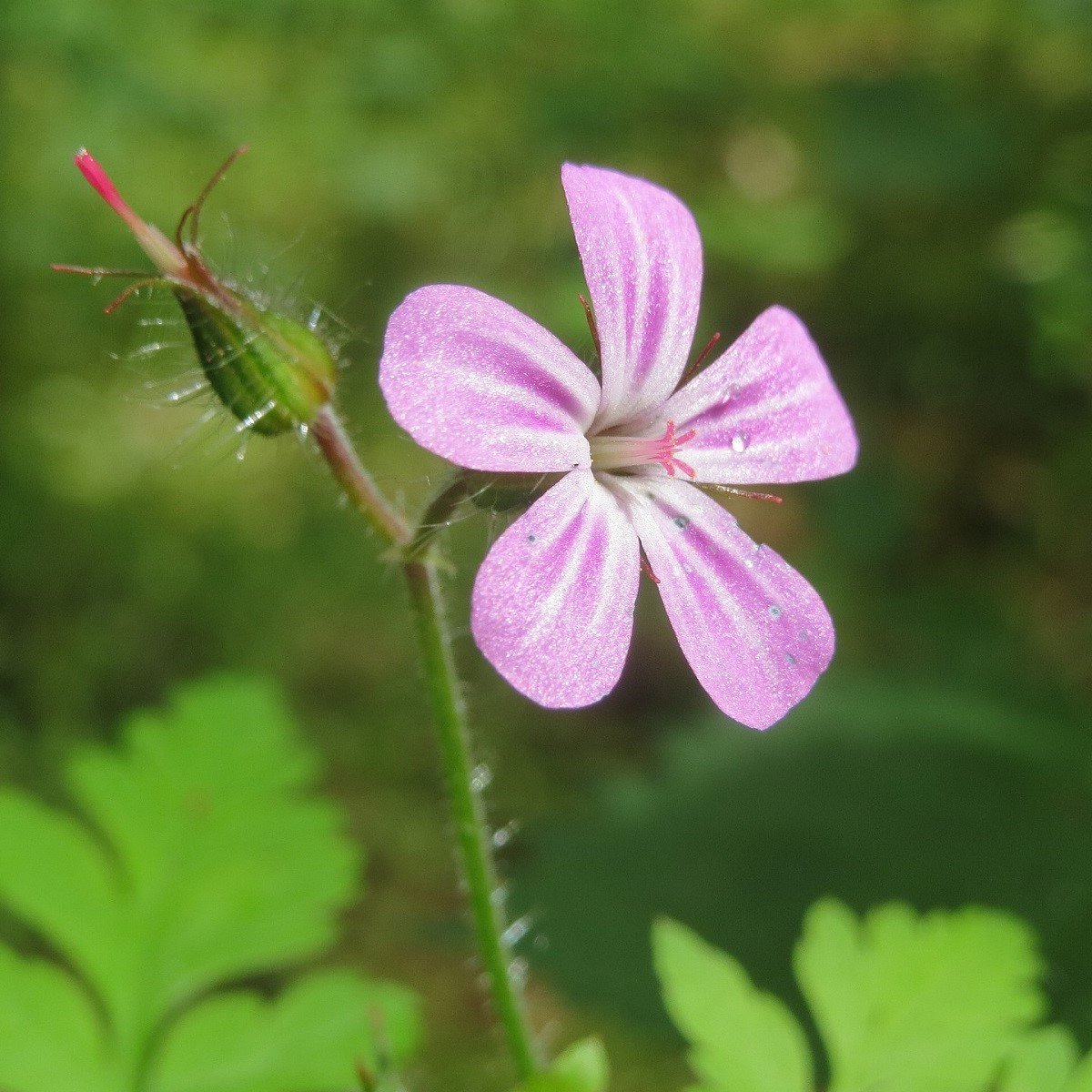 Bio Pakost smradľavý - Geranium robertianum - predaj bio semien - 10 ks - ukončený