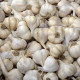 Sadbový cesnak Flavor - Allium sativum - nepaličák - predaj cibulí cesnaku - 250 g