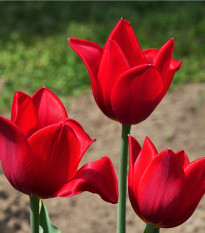 Tulipán Kingsblood - Tulipa - predaj cibuľovín - 3 ks